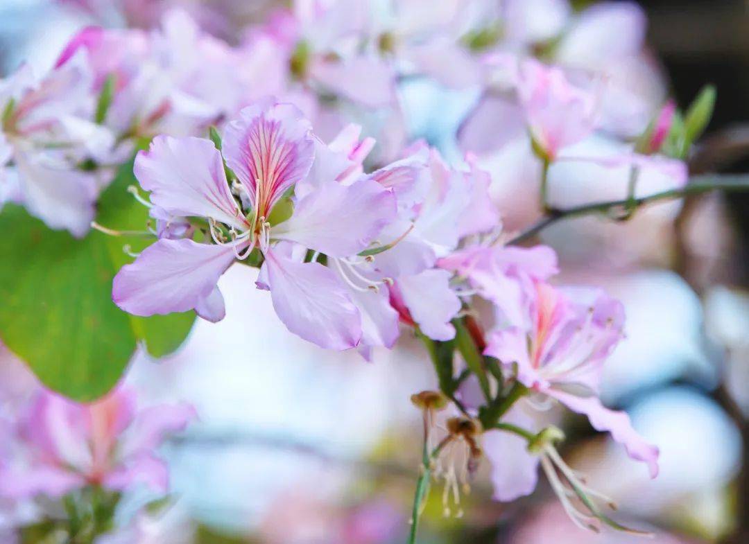 宫粉紫荆的花语是亲情寓意合家团圆 兄弟和睦它是家庭美好的象征可以