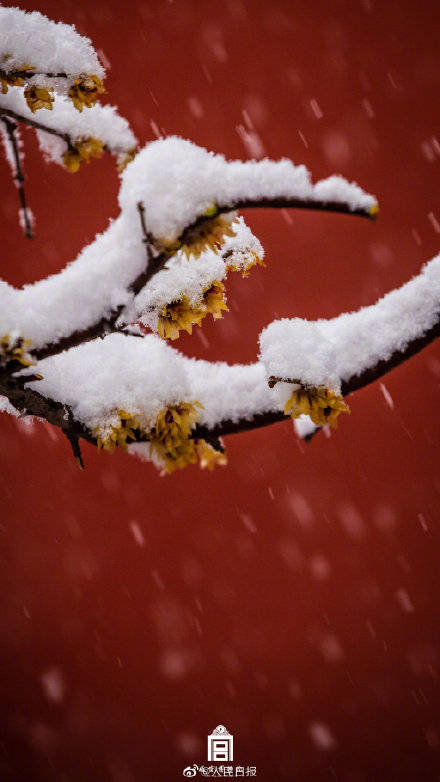 故宫|故宫红墙白雪太美了