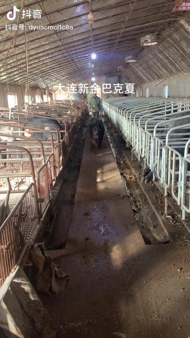 训练有素巴克夏