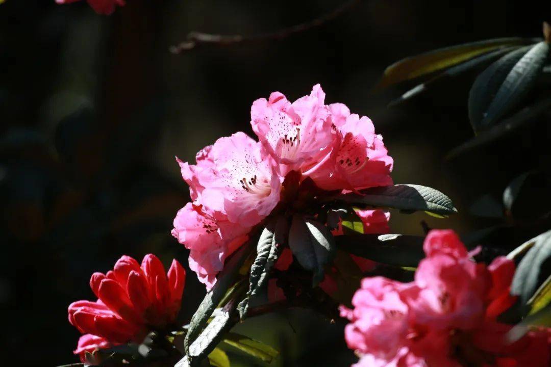 隆阳道人山:层林尽染 野生马缨杜鹃竞相开放_马缨花_保山_杨校录