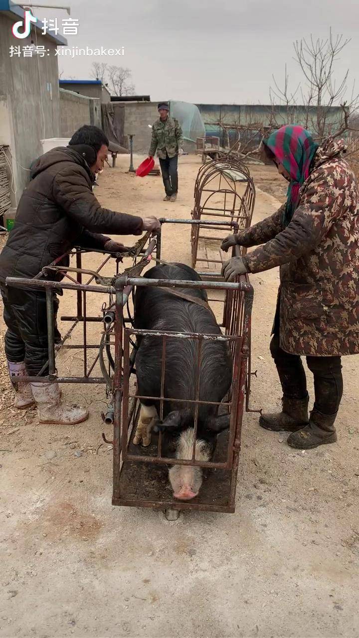 焊猪笼子照片制作图片