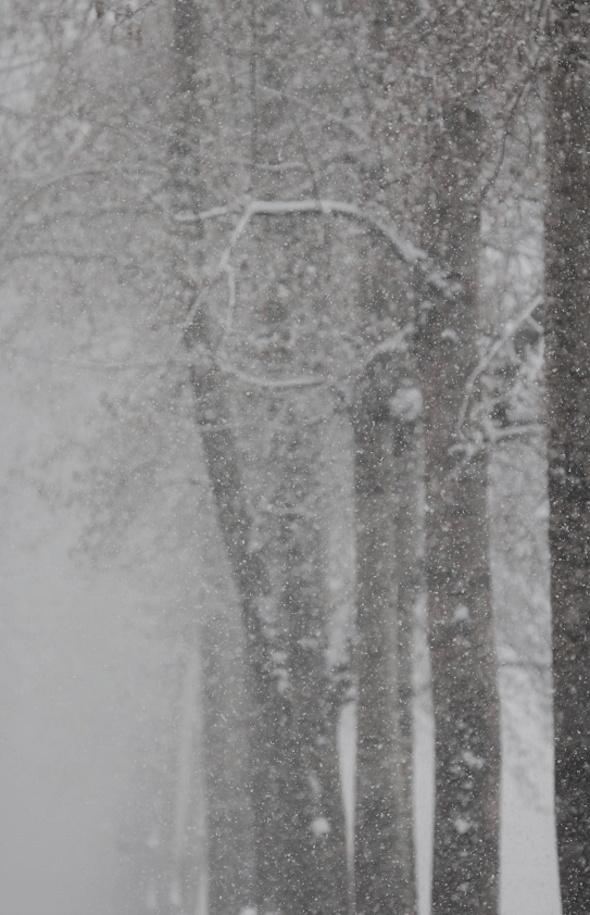 雪景|好大一场雪！下班路上的你，是不是也在欣赏雪中美景？