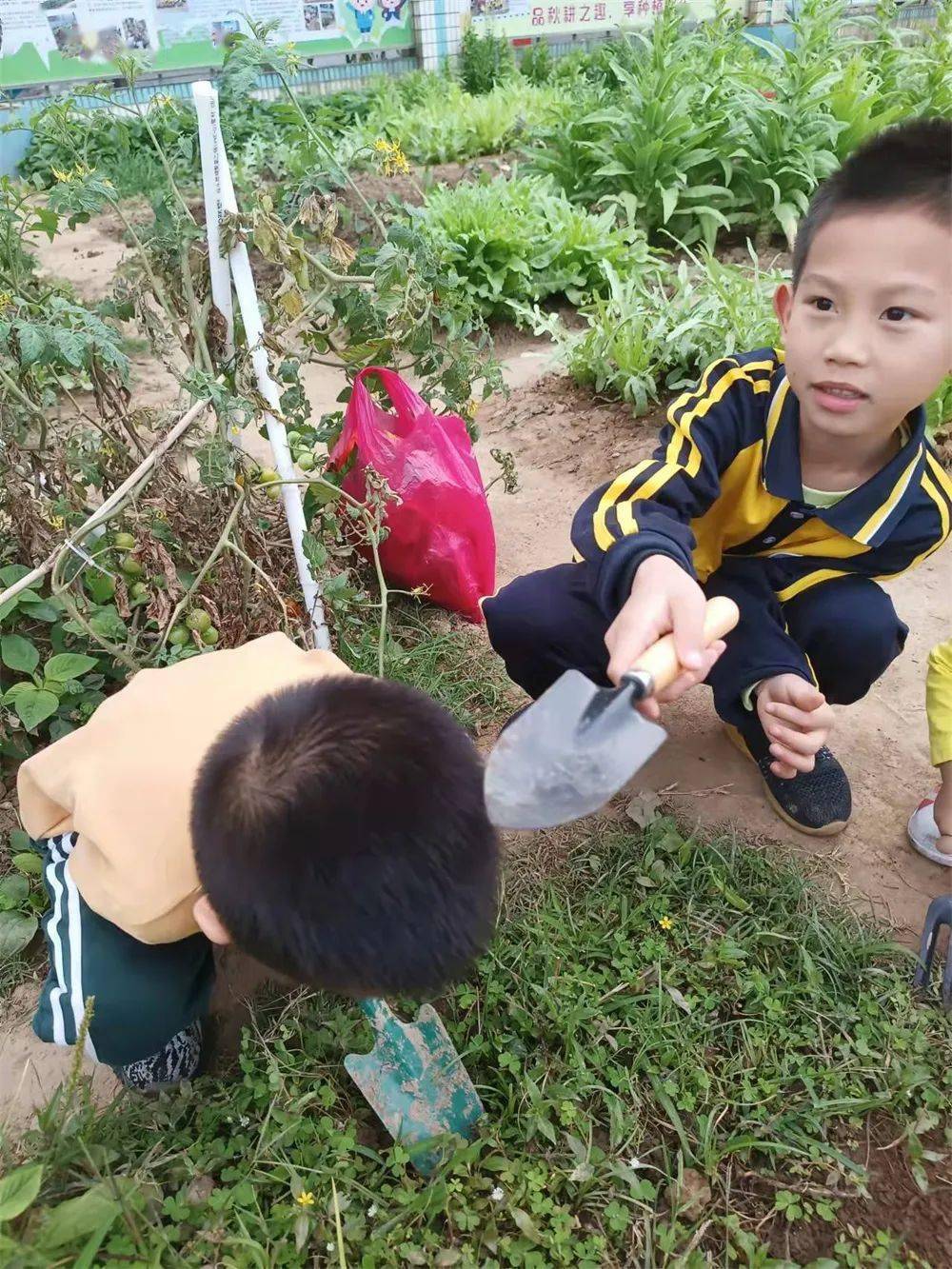 陽光校園活力一小參加種植體驗活動心得體會