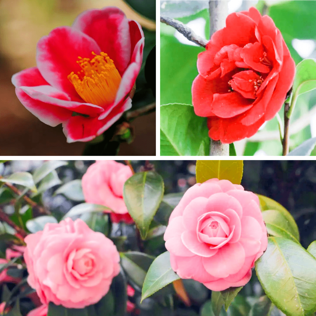 茶花_樱花_山茶