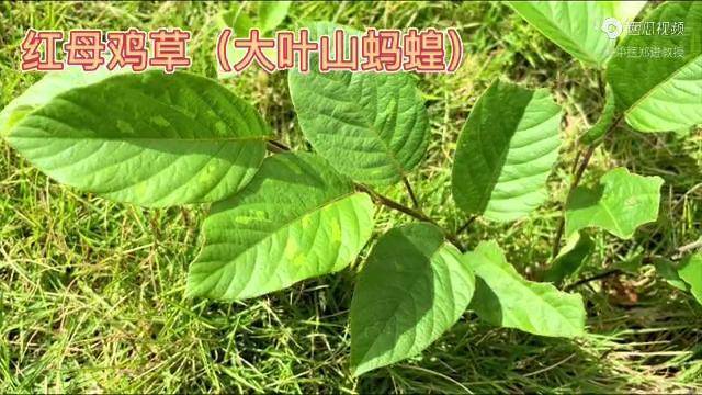 身边的草药510红母鸡草大叶山蚂蝗祛瘀调经解毒止痛