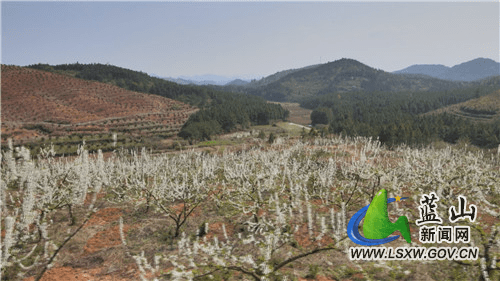 花蕊|美丽蓝山：春风送暖百花开 李花绽放一树白