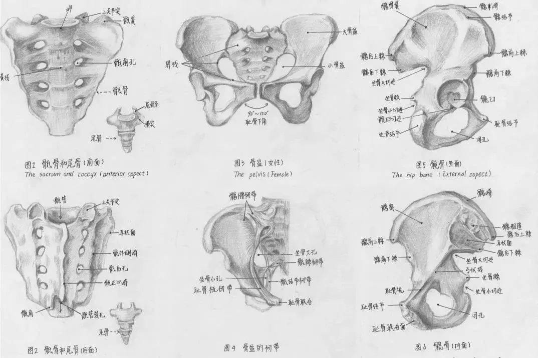 《心臟剖面素描》《眶內外側面解剖圖》《探索—手》《沉思者》臨摹組