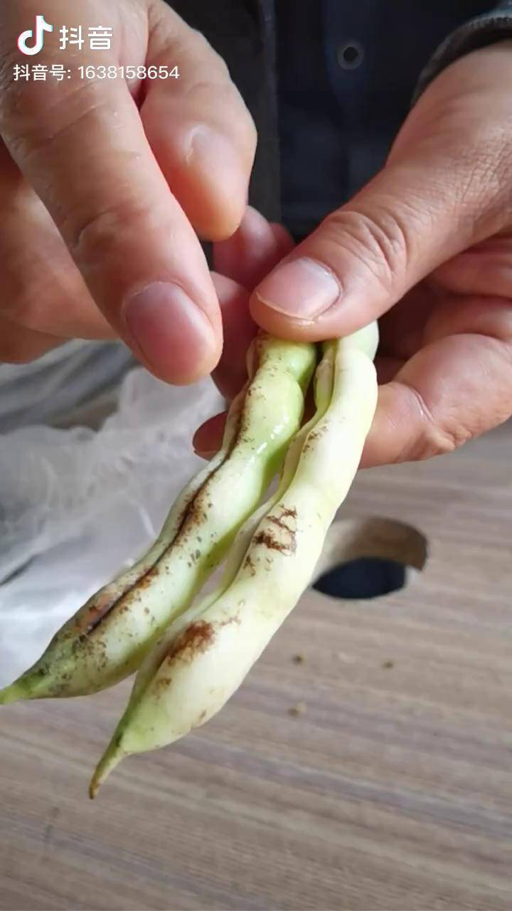 芸豆细菌性角斑病在叶片和果实上都有发生三农农业种植技术病虫害防治