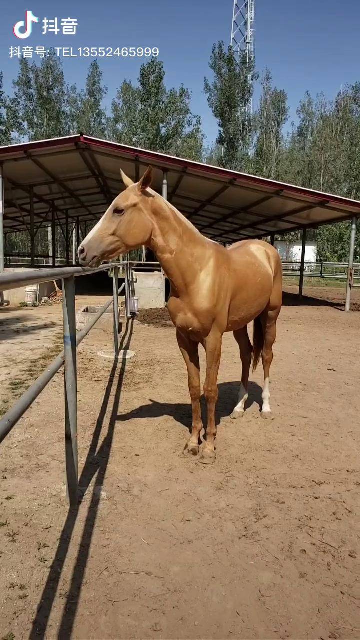 視頻50秒混血汗血馬