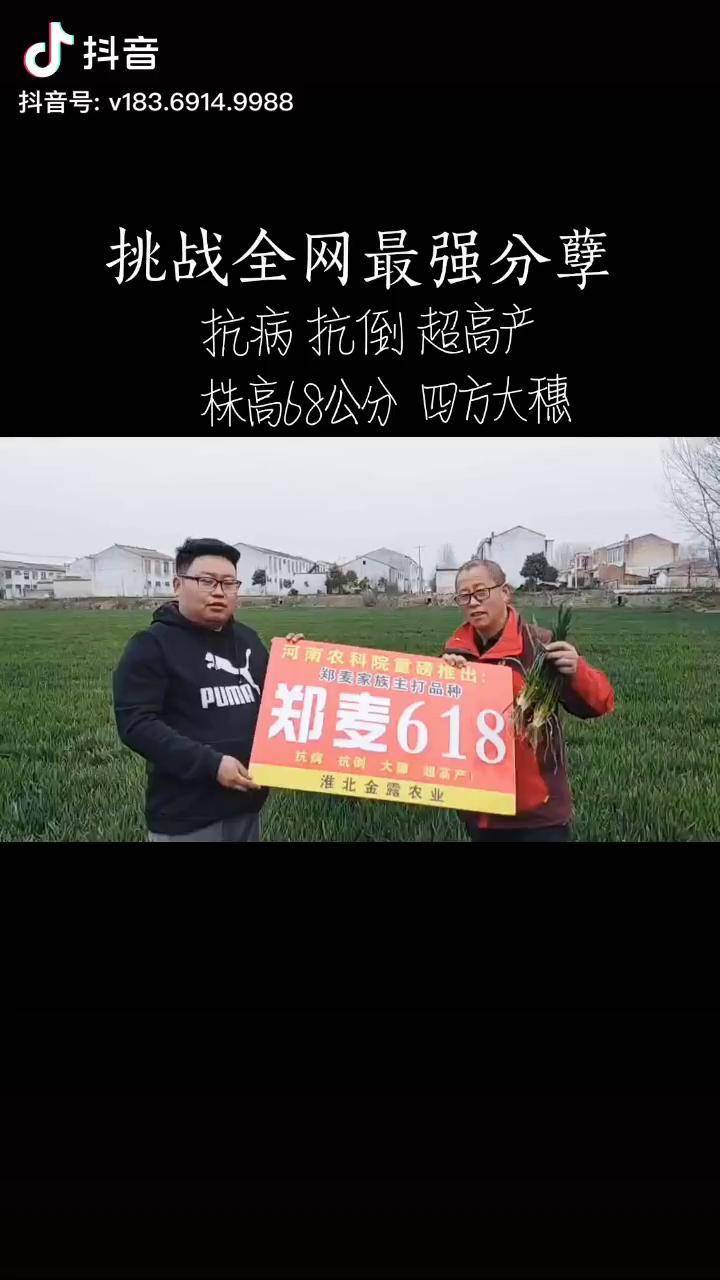 好品种才能更高产高产小麦种子麦种郑麦618