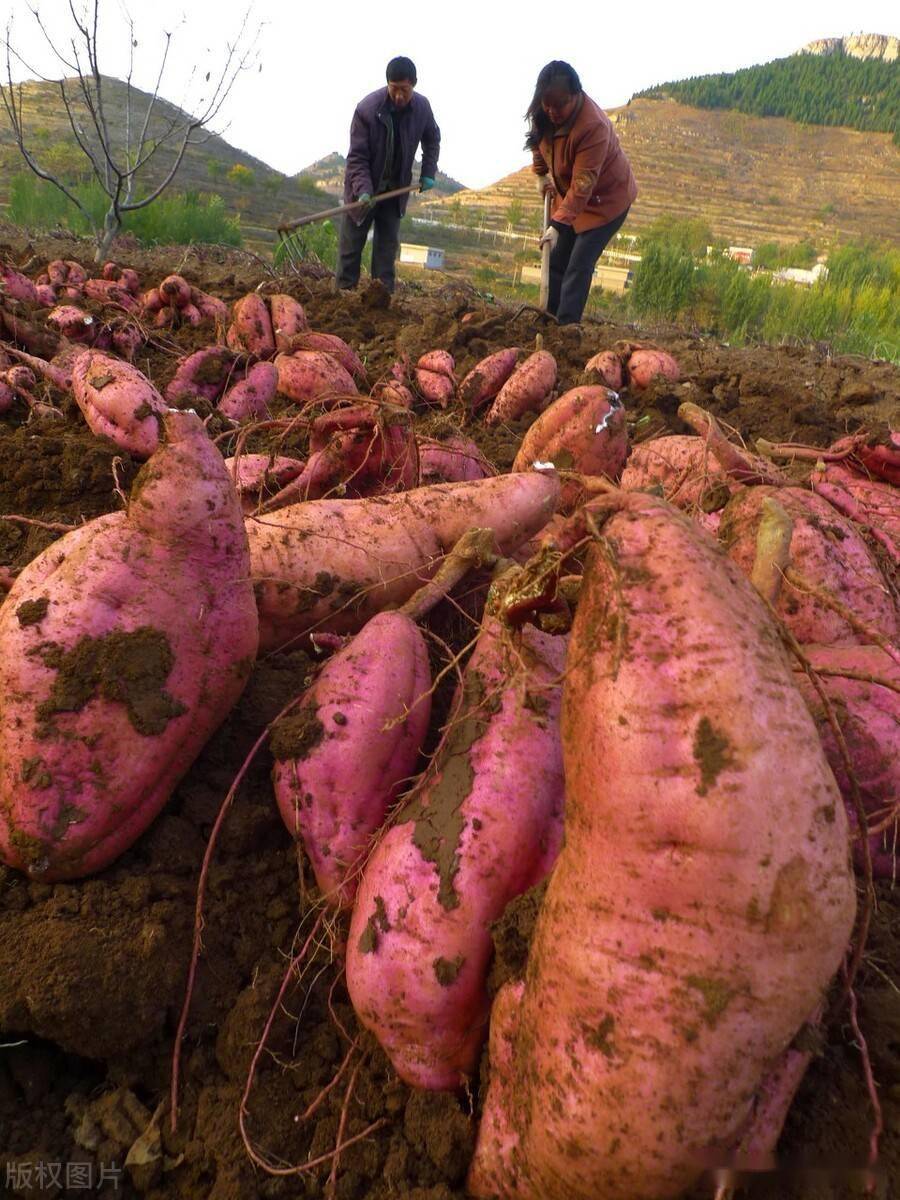 种植红薯和马铃薯记得做好这几点个大又高产光滑还好吃