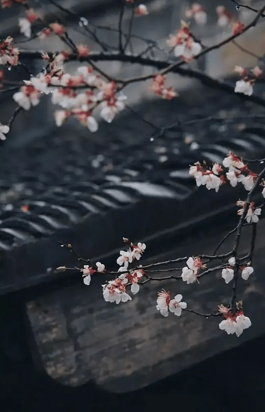 赵昌|故宫花信｜杏花：鹧鸪声里雨丝斜，开遍千花与万花