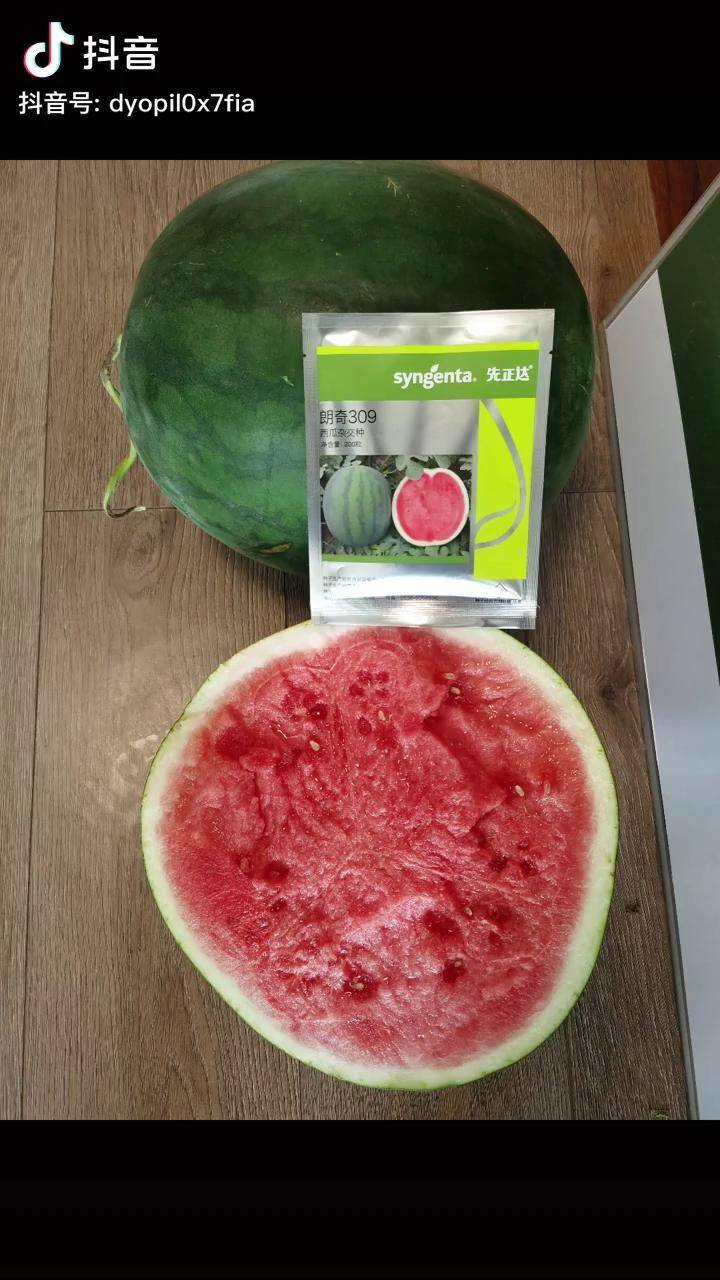 西瓜先正达无籽西瓜新品种