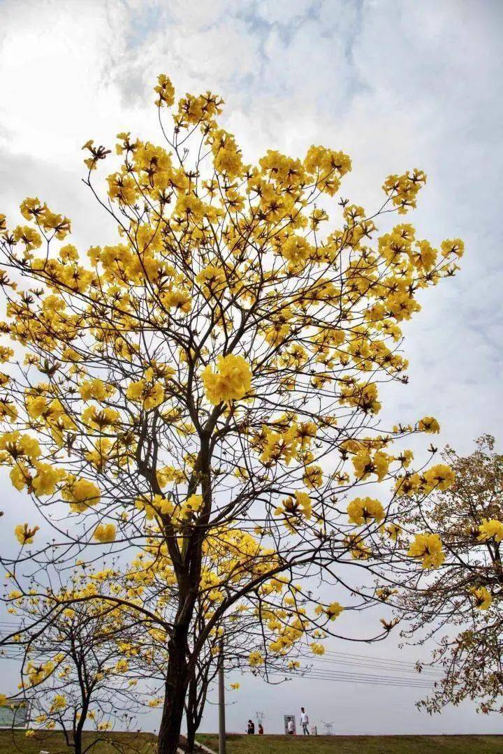 清城石角:黄花风铃争绽放 春光烂漫如约至