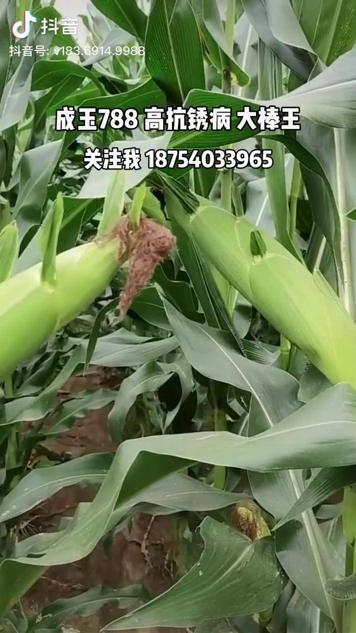成玉788高产玉米种子_成玉_种子_才能