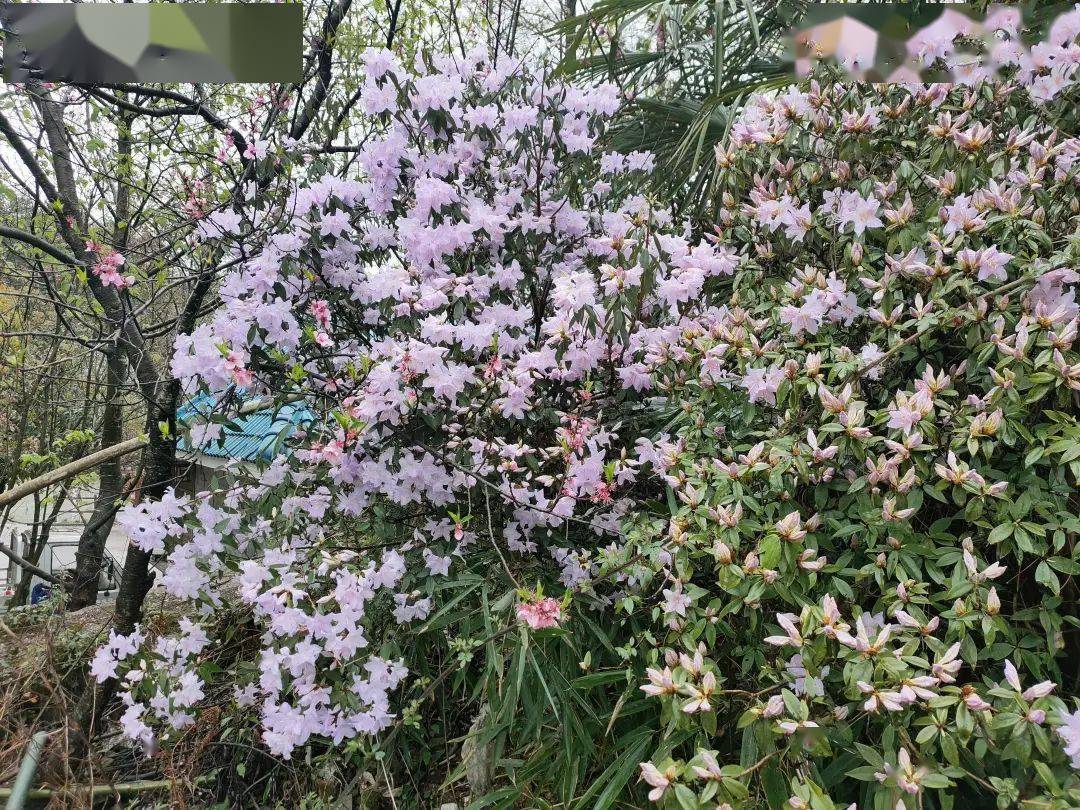 芳菲尽|隔屏有花香！快收藏这些美景，一起“云赏春”~