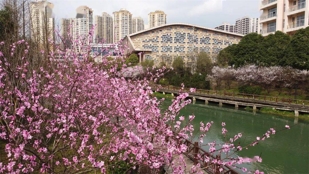 万山 城市湿地公园花团锦簇赏花休闲两不误 木杉 市民 生态