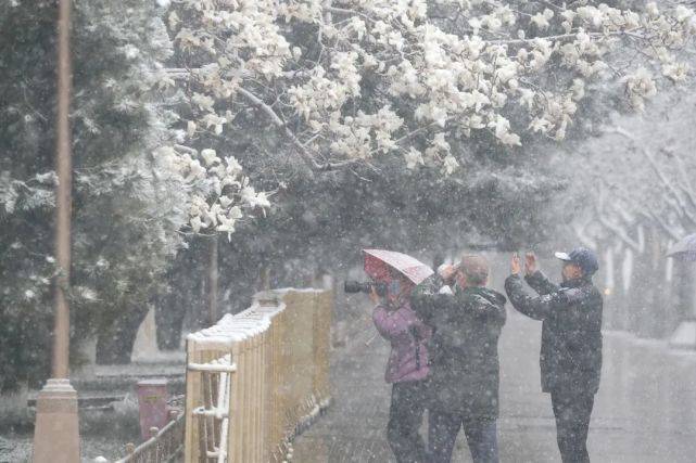 建设|西长安街 雪中玉兰如“白玉花雕”