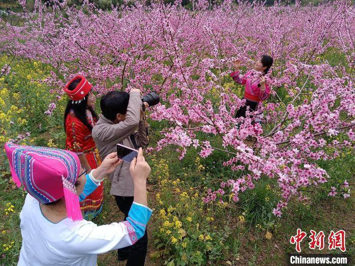 游客|广西桂林挑花李花油菜花争春引客来