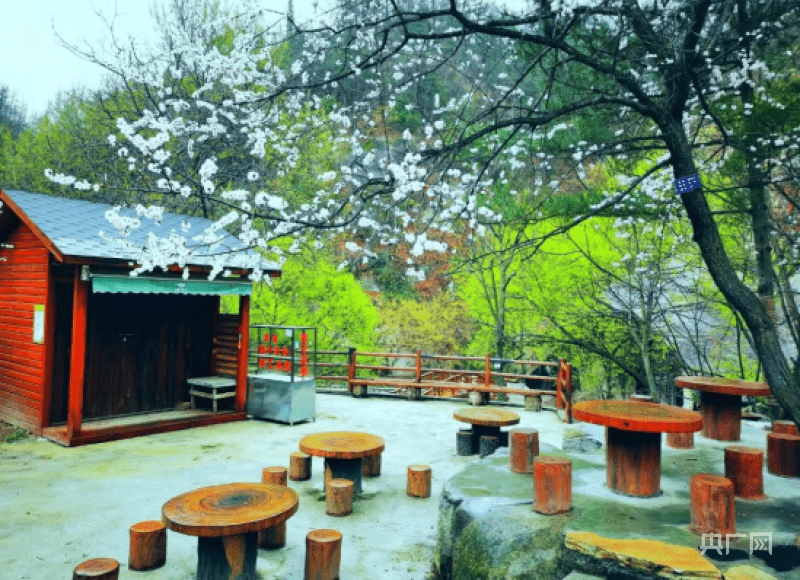 非法|栾川天河大峡谷 人间三月天 茱萸花正艳