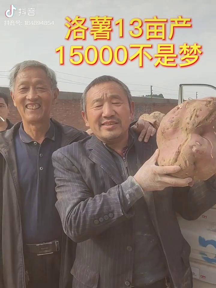 红薯种植 洛薯十三不种不知道,一种忘不掉!
