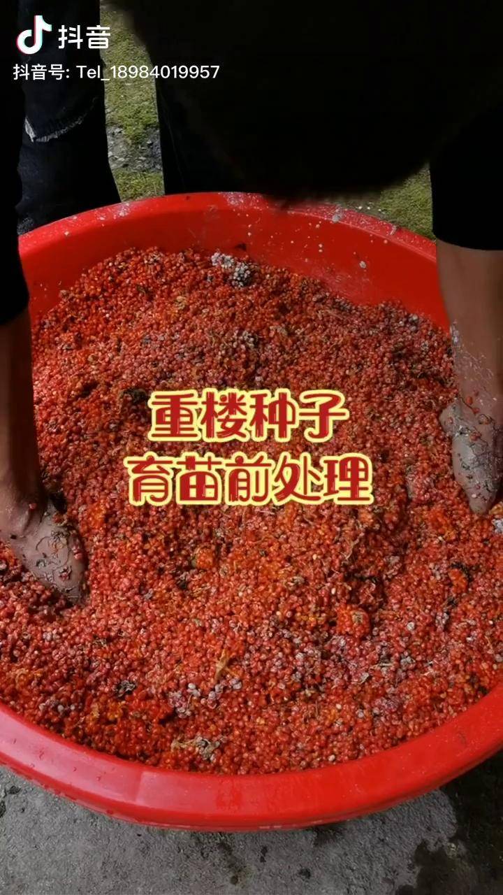 重楼重楼种子滇重楼独角莲七叶一枝花重楼种子育苗前处理