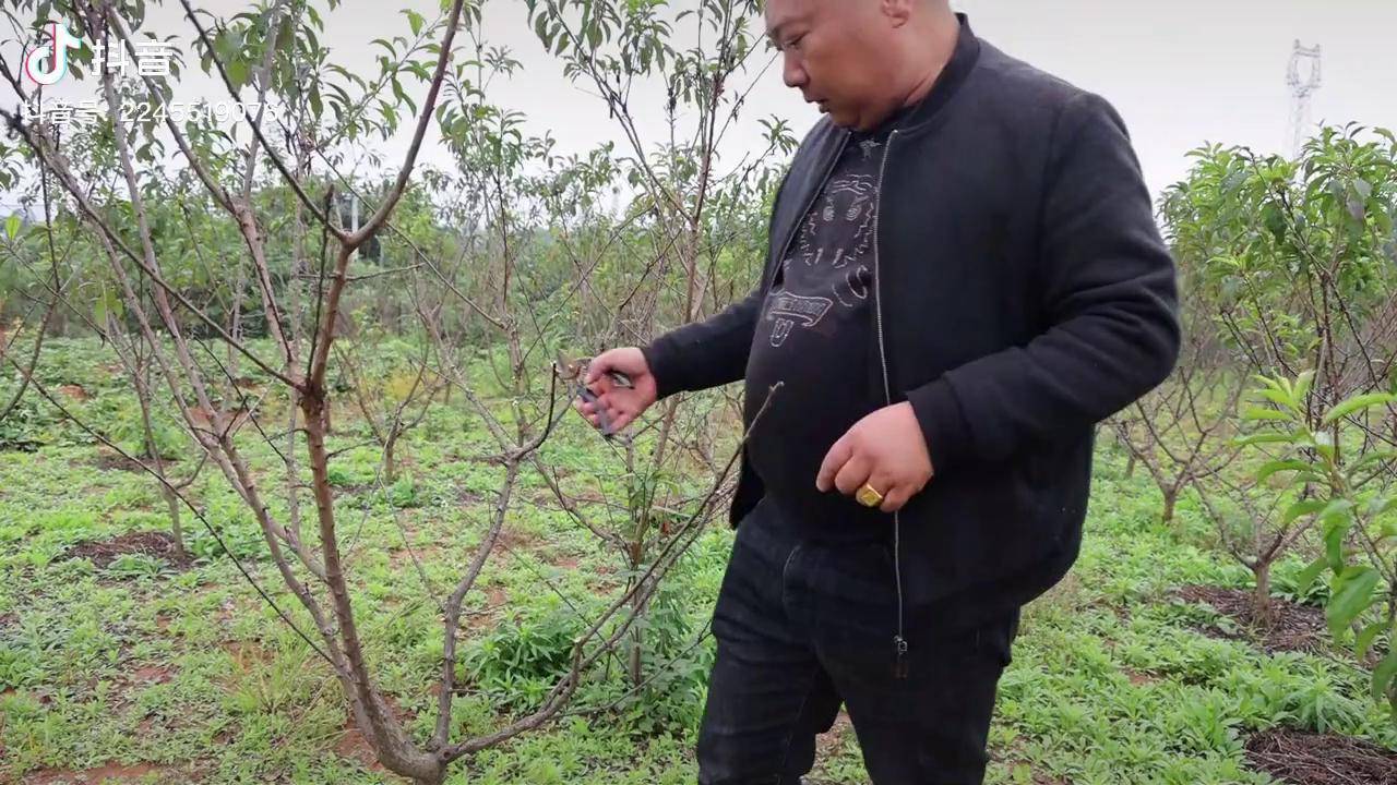 李子苗 如何修剪?(下)果树修剪 修剪 农业种植 果苗种植
