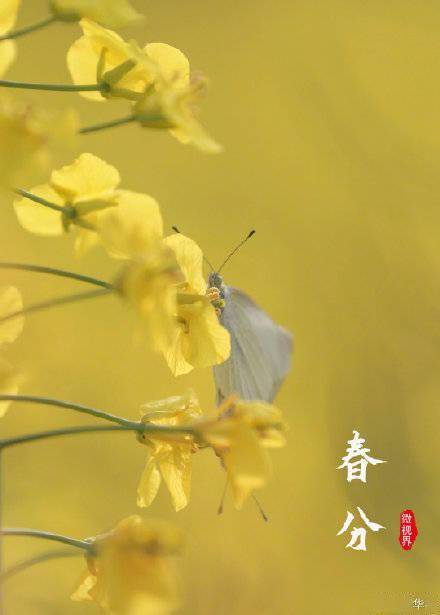 蜜蜂|美好而有趣！一起看微观视界里的春天