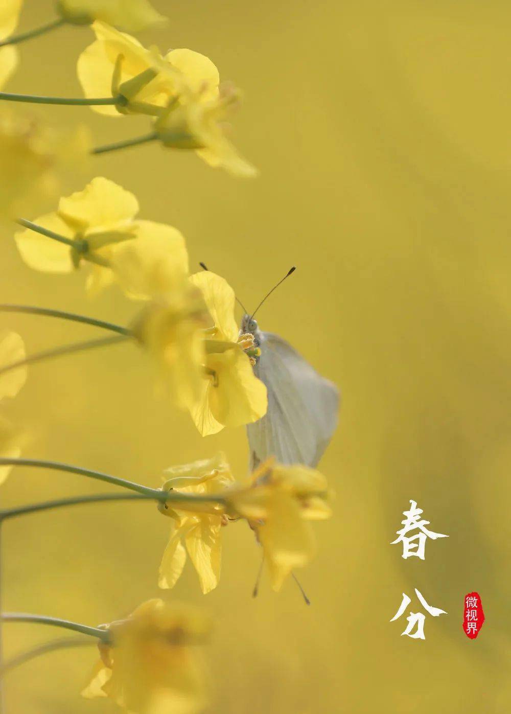 湖南省邵陽市隆回縣三閣司鎮,蝴蝶在油菜花間駐留.