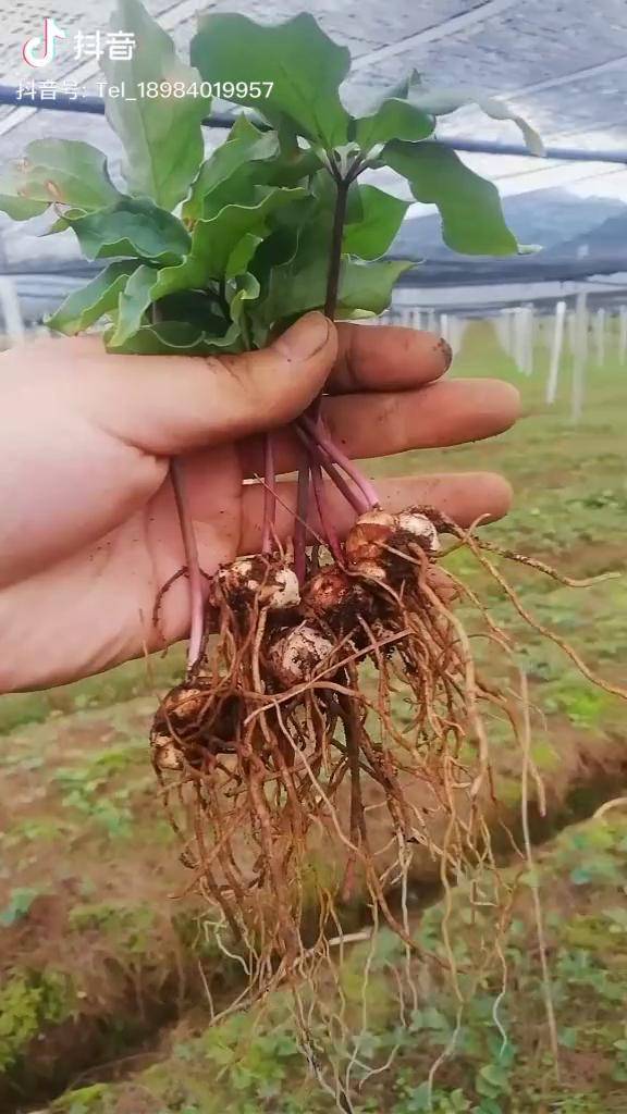 高杆滇重楼籽育苗手指以上标准重楼滇重楼七叶一枝花三农合伙人