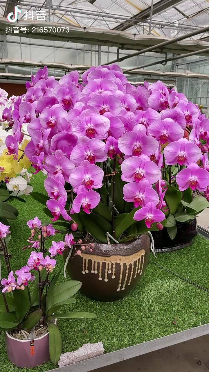记录完全开放的蝴蝶兰的美好瞬间抖音蝴蝶兰养花坤哥玩花卉