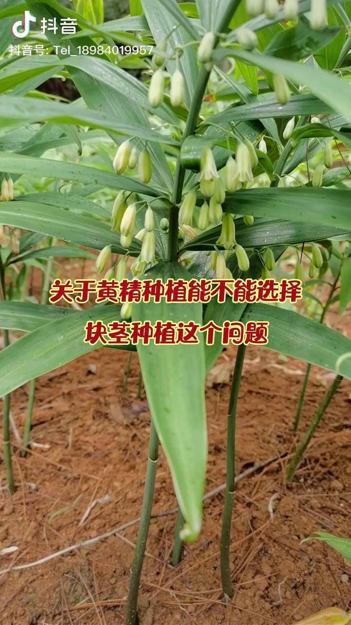 黄精种植黄精块茎种植多花黄精姜型黄精黄精关于黄精种植能不能选择