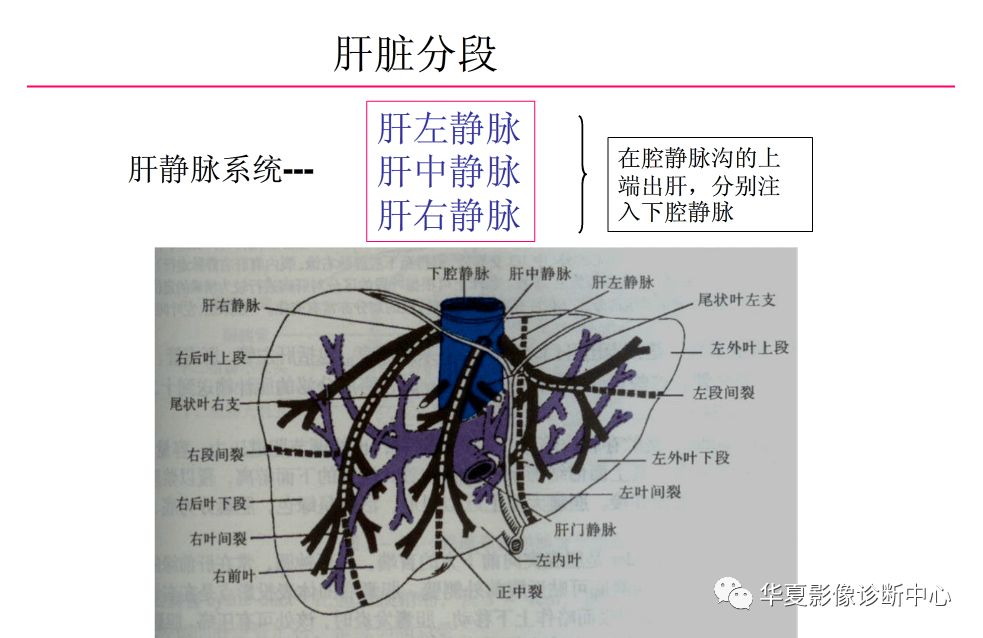 正常肝脏解剖和组织结构