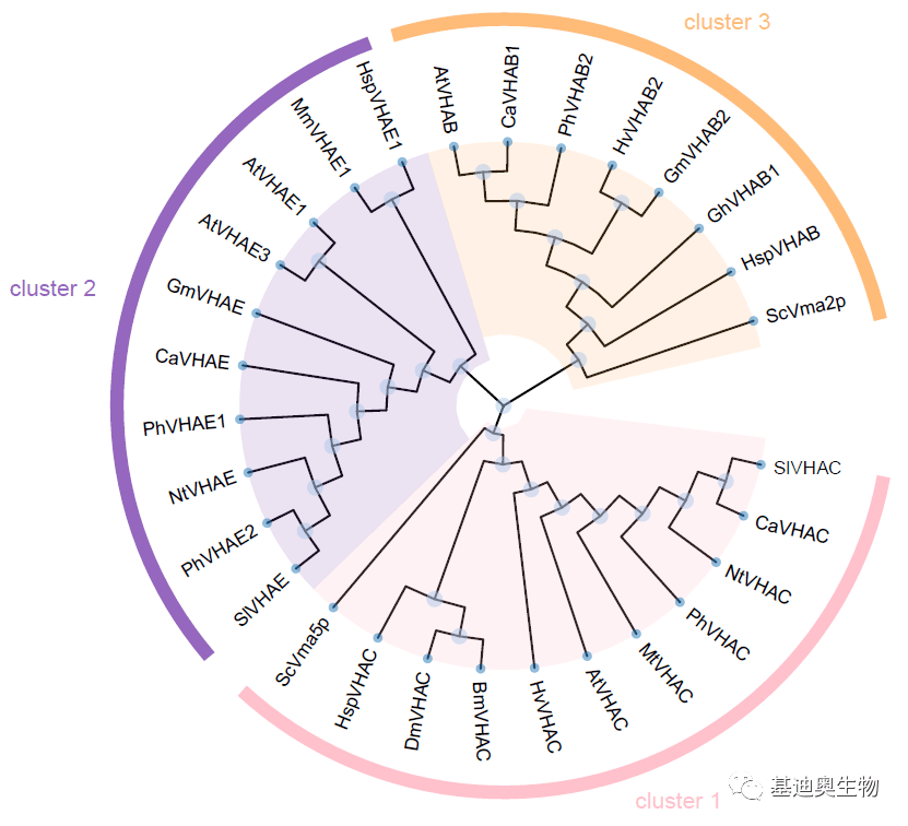 老板！快看我的进化树！_ggtree_fill_分支