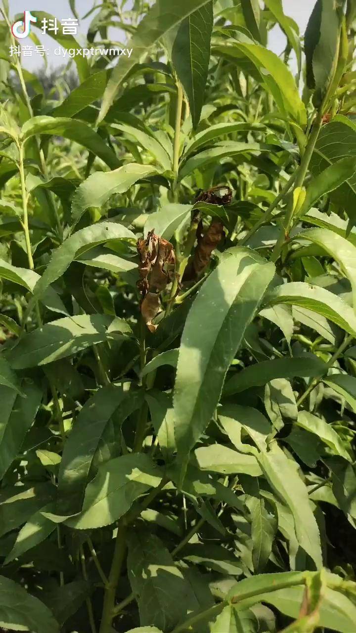 桃树梨小食心虫危害后如何科学处理三农 农业技术 桃树管理