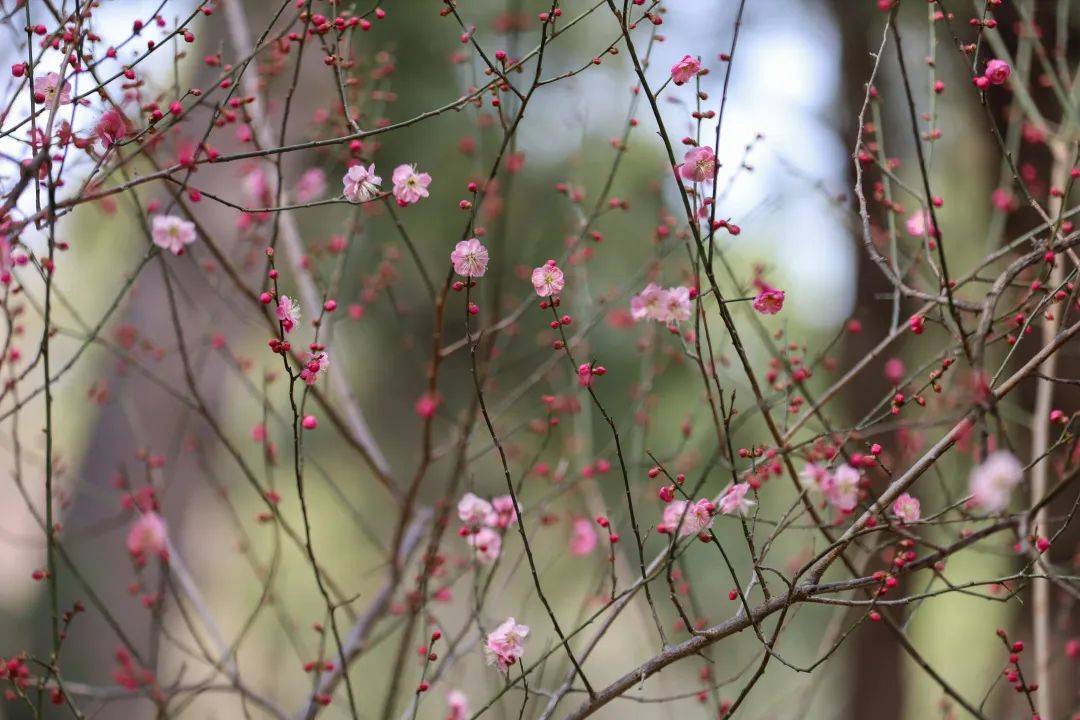 颐和园|春分花烂漫！北京市属公园这份赏花攻略请收好