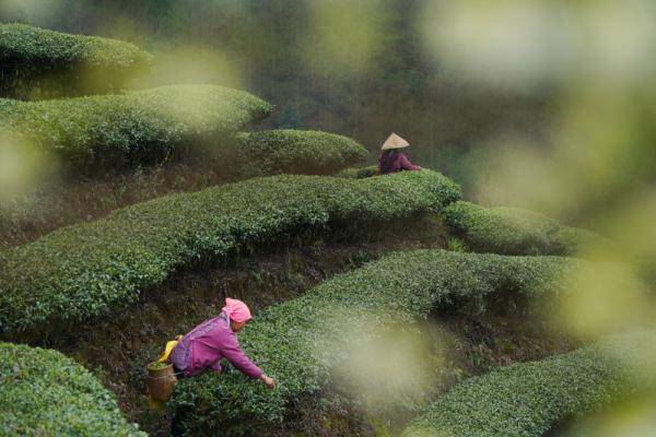 柳州|摘取第一口春天的味道