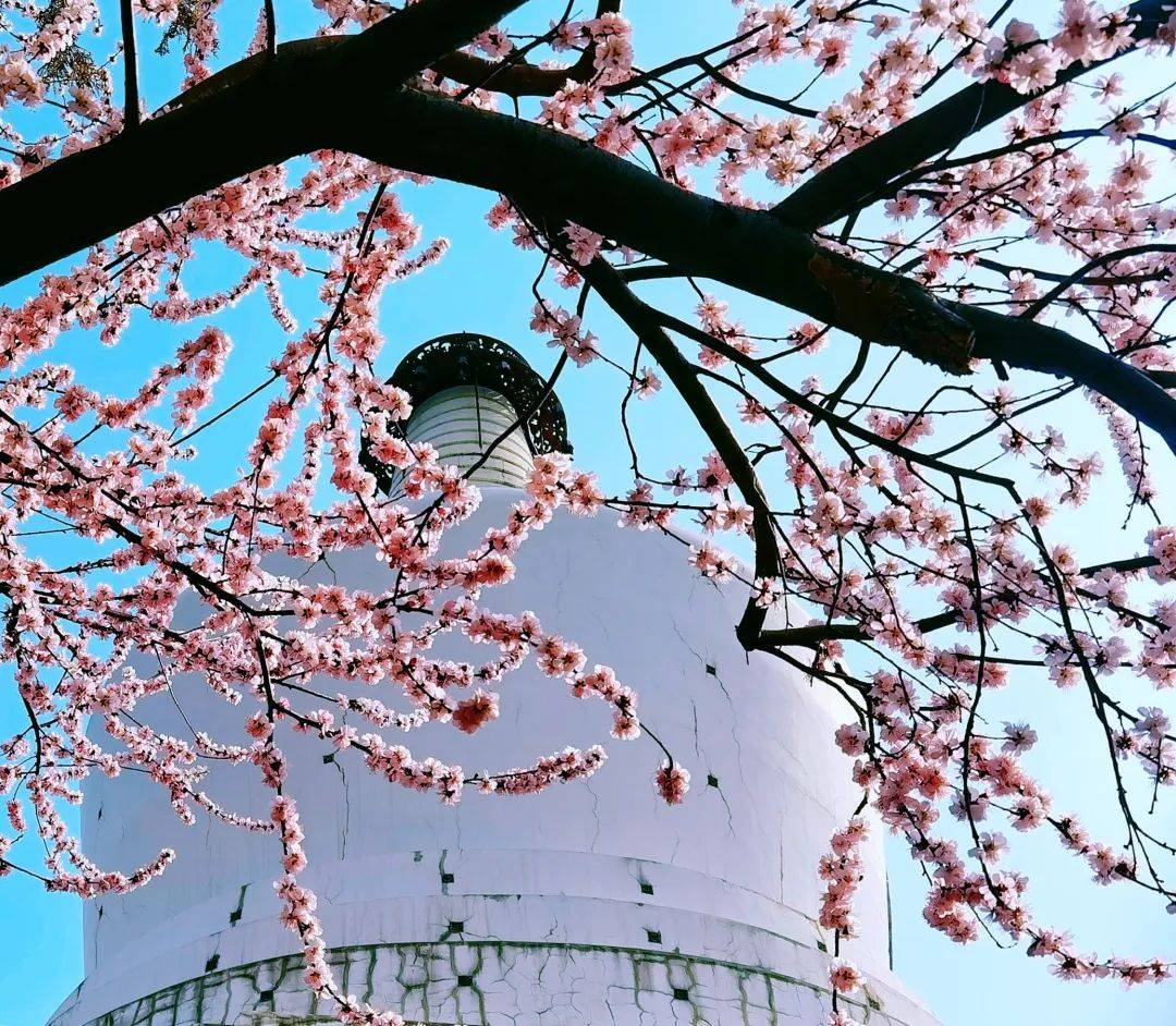 颐和园|春分花烂漫！北京市属公园这份赏花攻略请收好