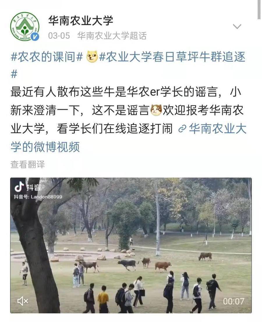 临床_牛群_校园