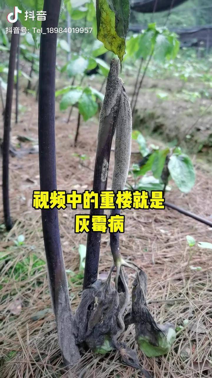 重楼重楼病虫害重楼管理七叶一枝花独角莲重楼灰霉病得病态抖音原创者