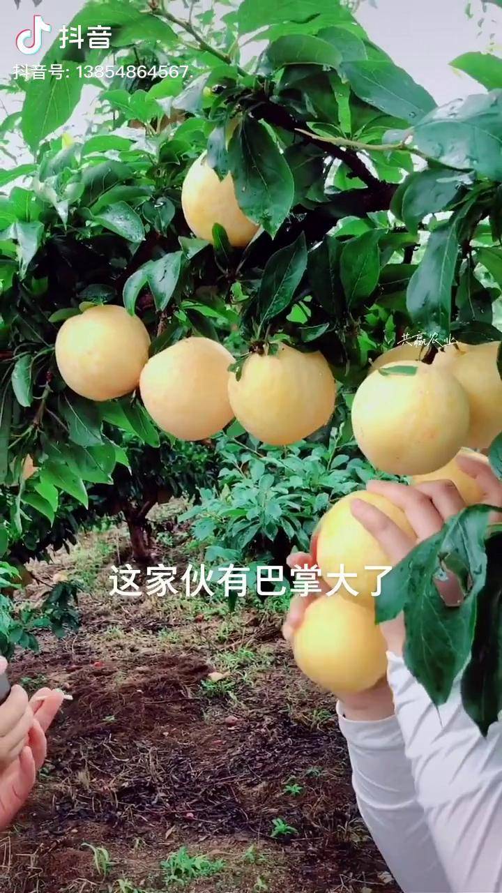 贵阳红李子特点图片