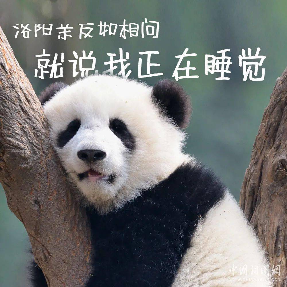 "春困秋乏夏打盹,睡不醒的冬三月",看似一年四季都可以找到睡懒觉和