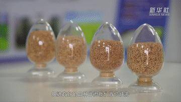 新华社|奋进新征程 建功新时代·伟大变革｜一粒种的“金色之旅”