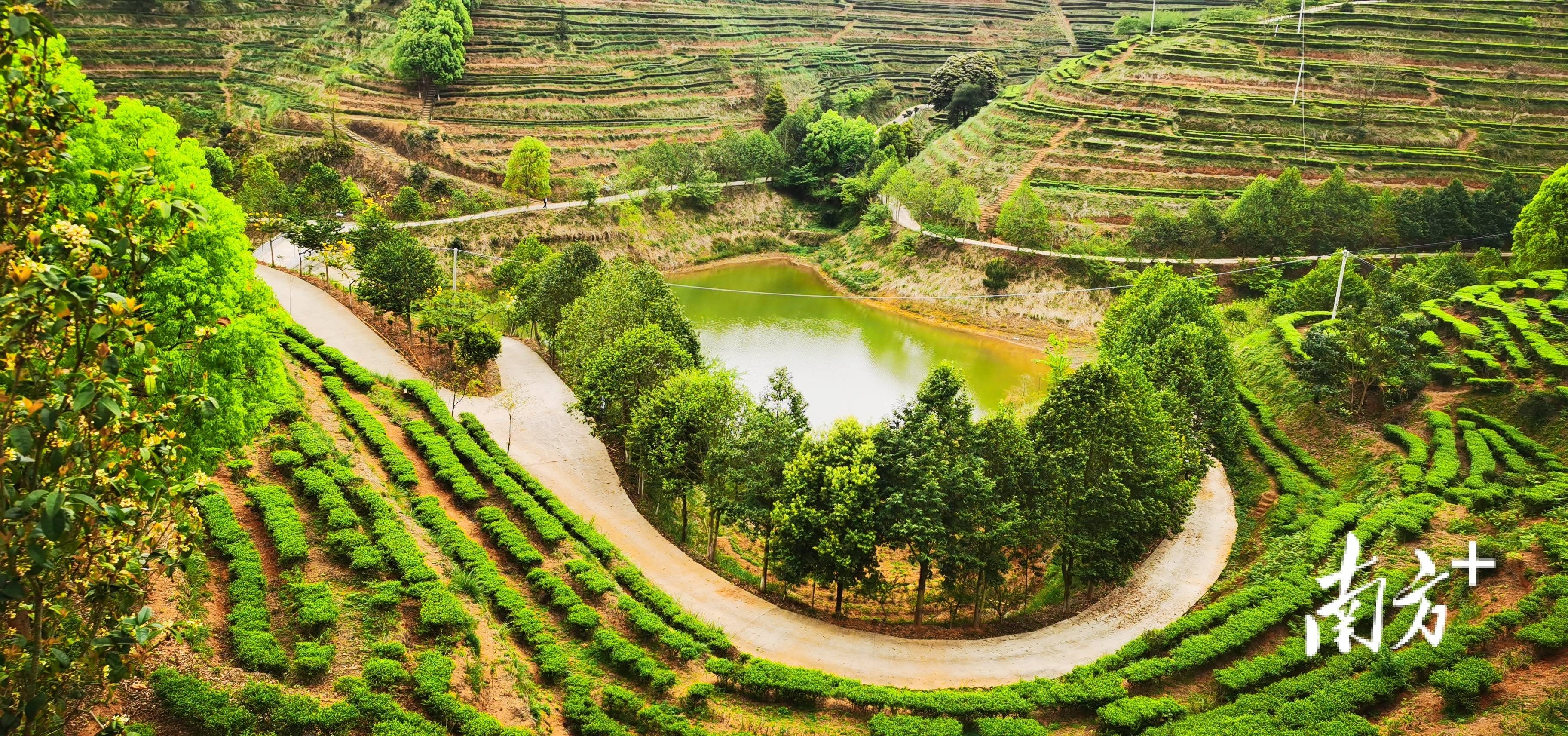 梅州茶园旅游区图片