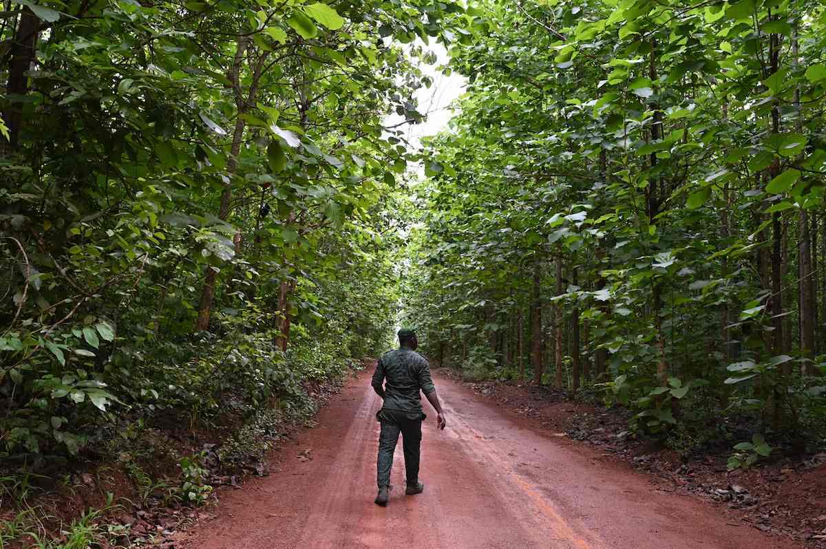世界森林日②｜地球的警告：森林正被严重破坏_搜狐网, image size:1200x798