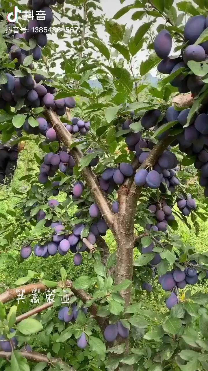 这就是西梅李子树的产量西梅李子树苗蓝密西梅李子苗甜口李子共赢农业