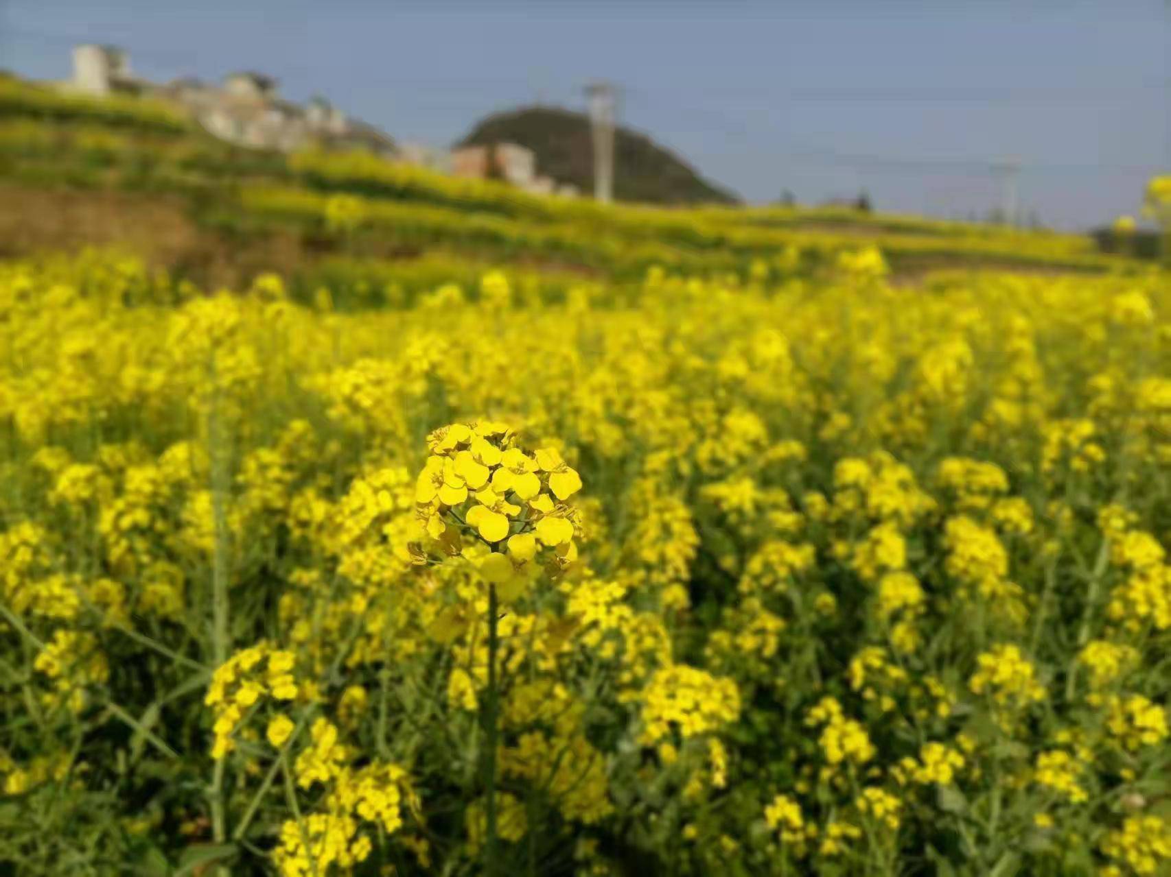 黔西市金兰镇 油菜花开装扮美丽乡村 许君友 张全慧 熊礼富