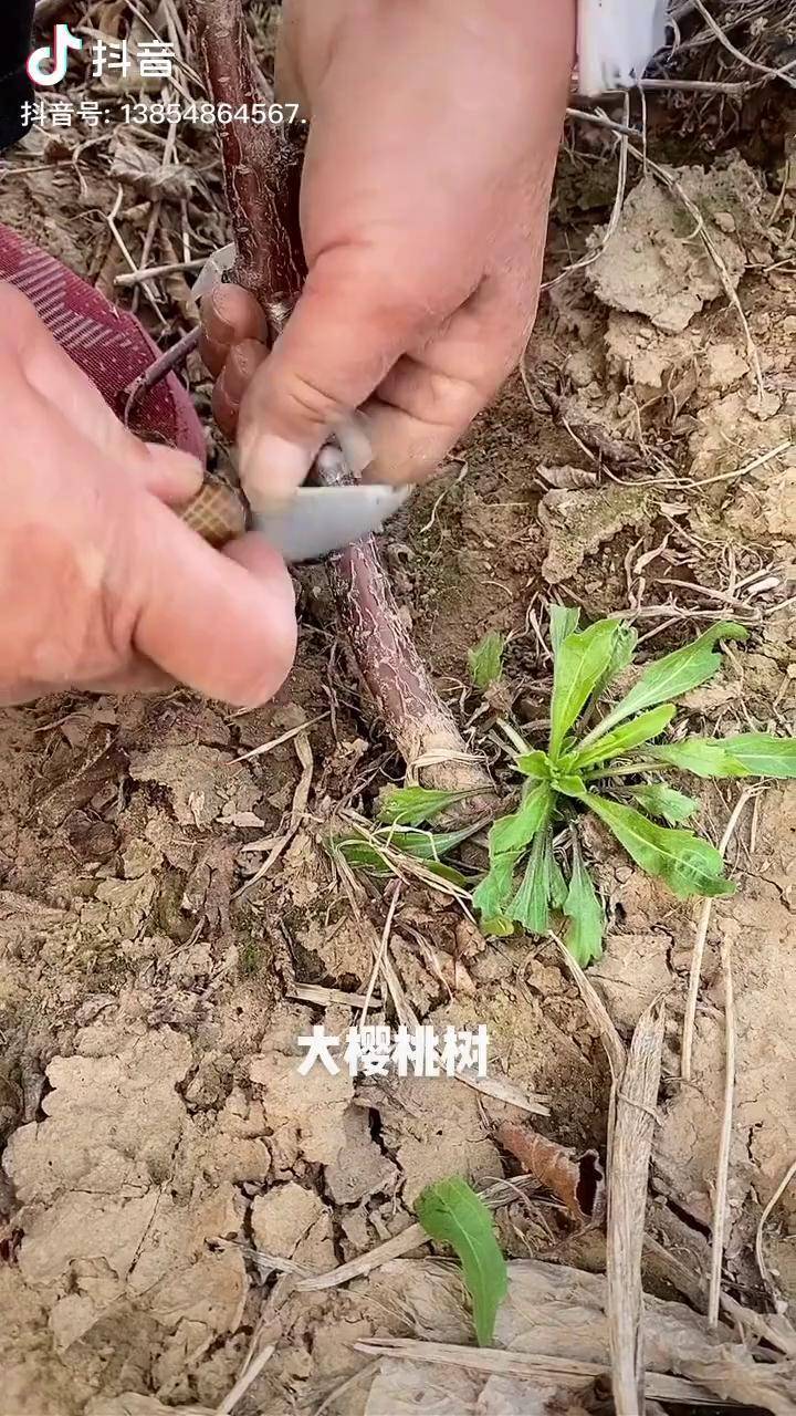 樱桃树嫁接(桃树几月份嫁接)