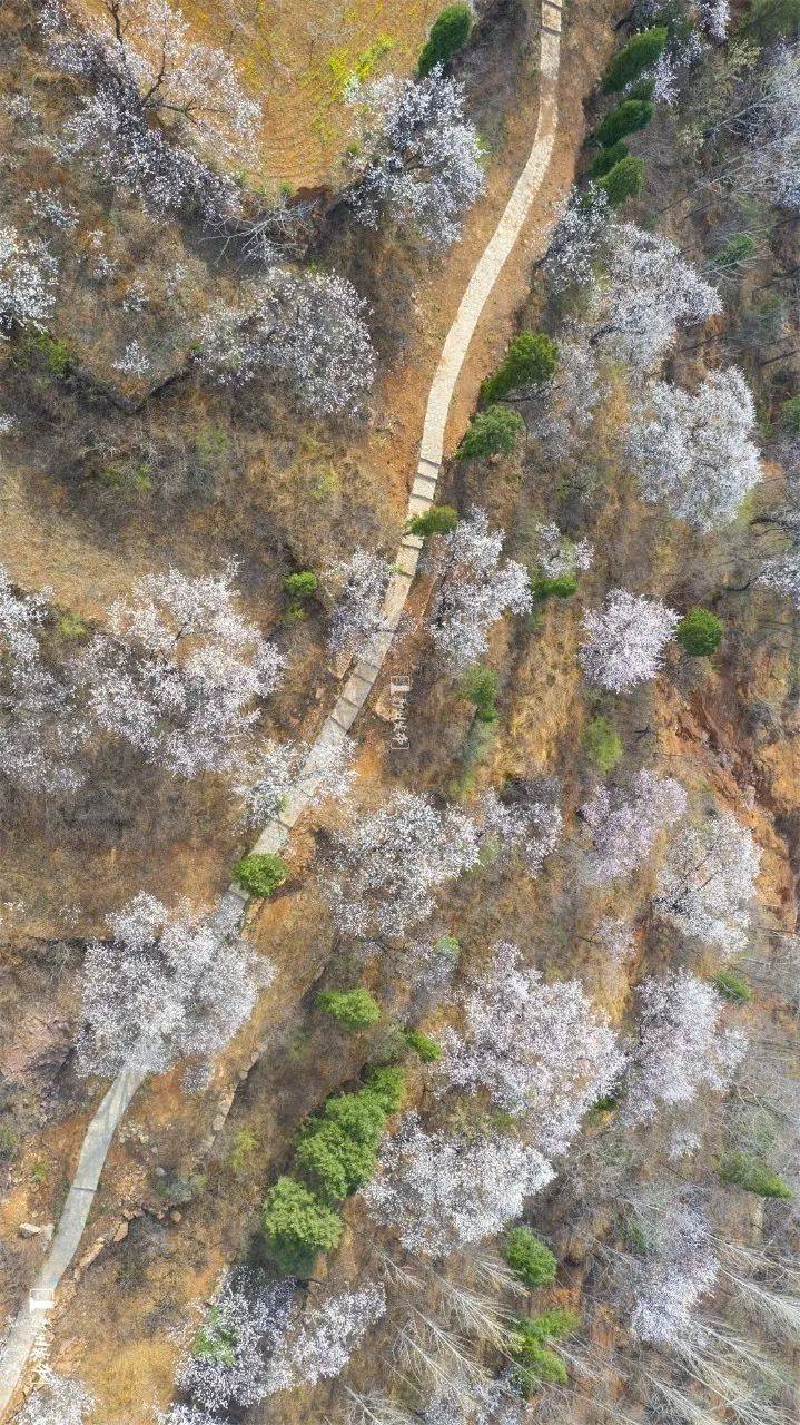 自由|“云赏花”约起！把郑州的春天拍下来送给你……