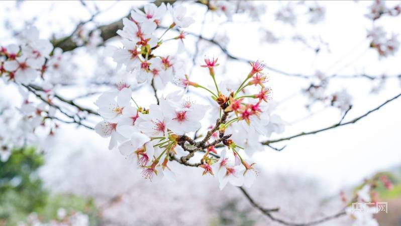 踏青|【浙里万水千山】西子曲水引流觞 少长踏青会春光